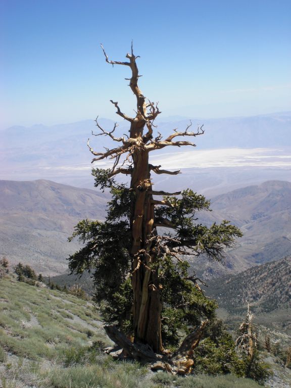 At times, it was tough to discern if a tree was a bristlecone pine or a limber pine.  The main way to tell the difference is to compare the needles and the cones (when available, such as on this tree):