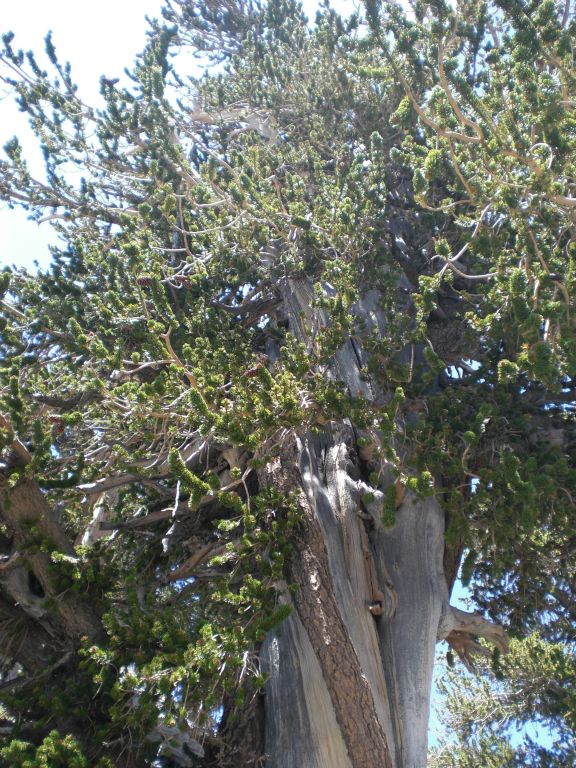 A bristlecone pine has needles about 1 inch long that surround the branches.  Bristlecones also have cones with scales that are tipped with a claw-like bristle.  A limber pine has needles about 1 1/2 to 3 inches long that grow only towards the ends of the branches.  The cones of limbers do not have bristles.  Even with this information, it is hard to tell them apart: