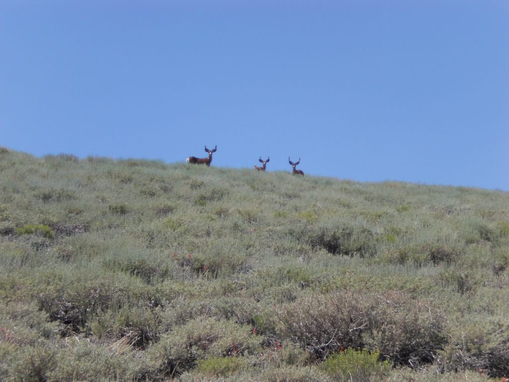 Two pictures of mule deer that were grazing in Arcane Meadows on the way down: