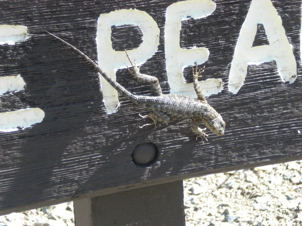 A Death Valley native was there to greet us as our hike began: