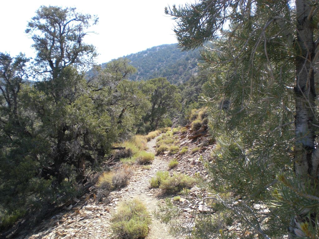 The trail soon turns sharply and enters a thick forest of trees: