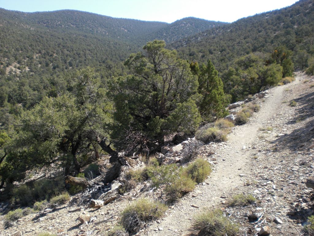 For as far as the eye can see, trees are covering the hillsides: