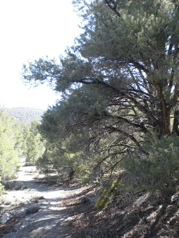 Some of the trees had a good amount of height to them: