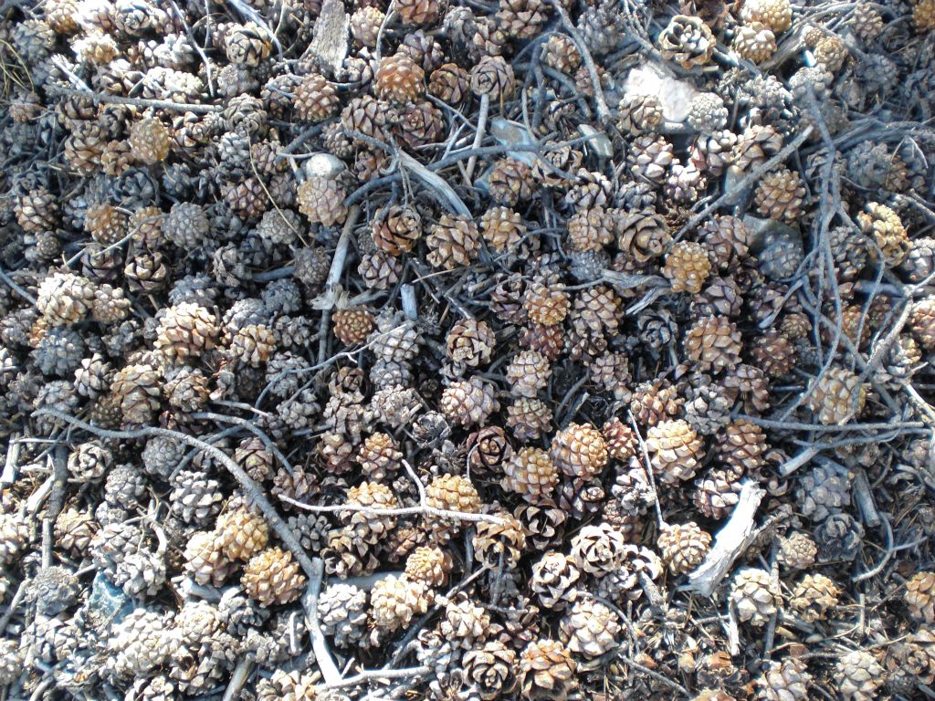Speaking of pine cones, there were large sections of them covering the ground in places: