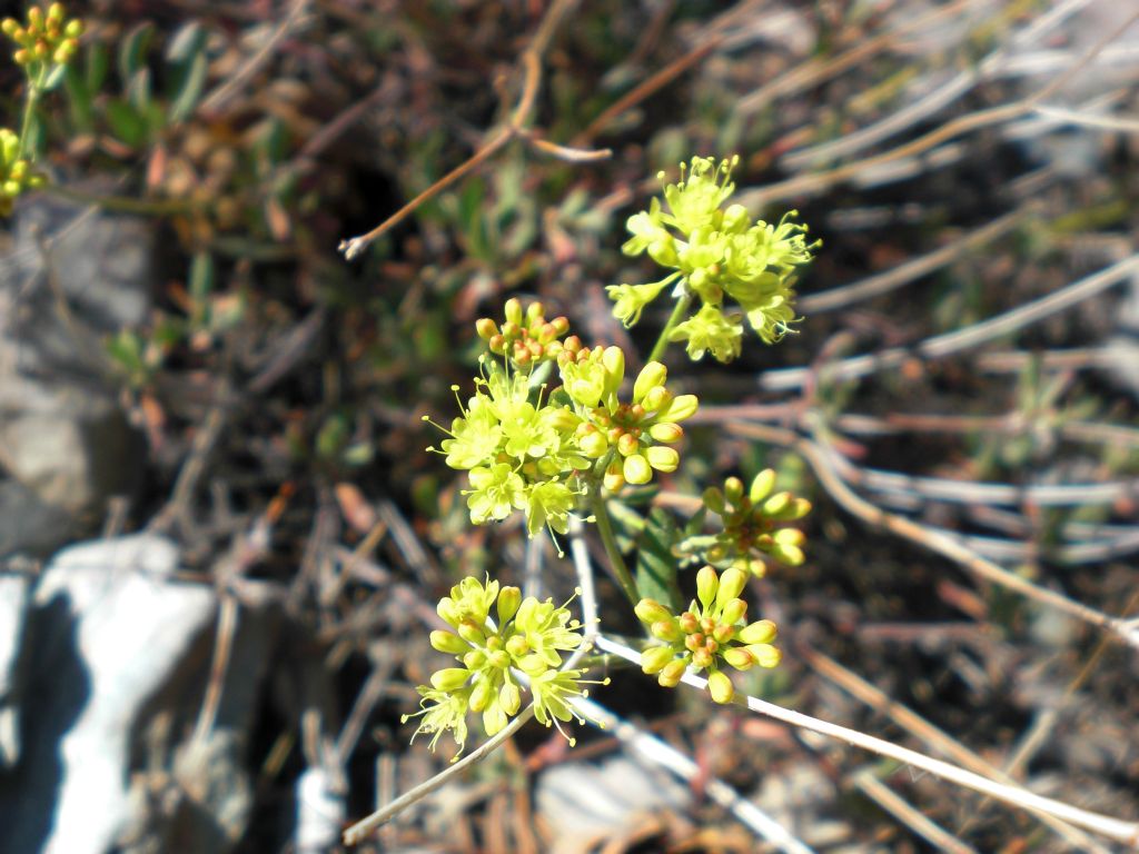 If I had to guess, I would say that these are examples of Sulfur Flower (Eriogonum umbellatum):