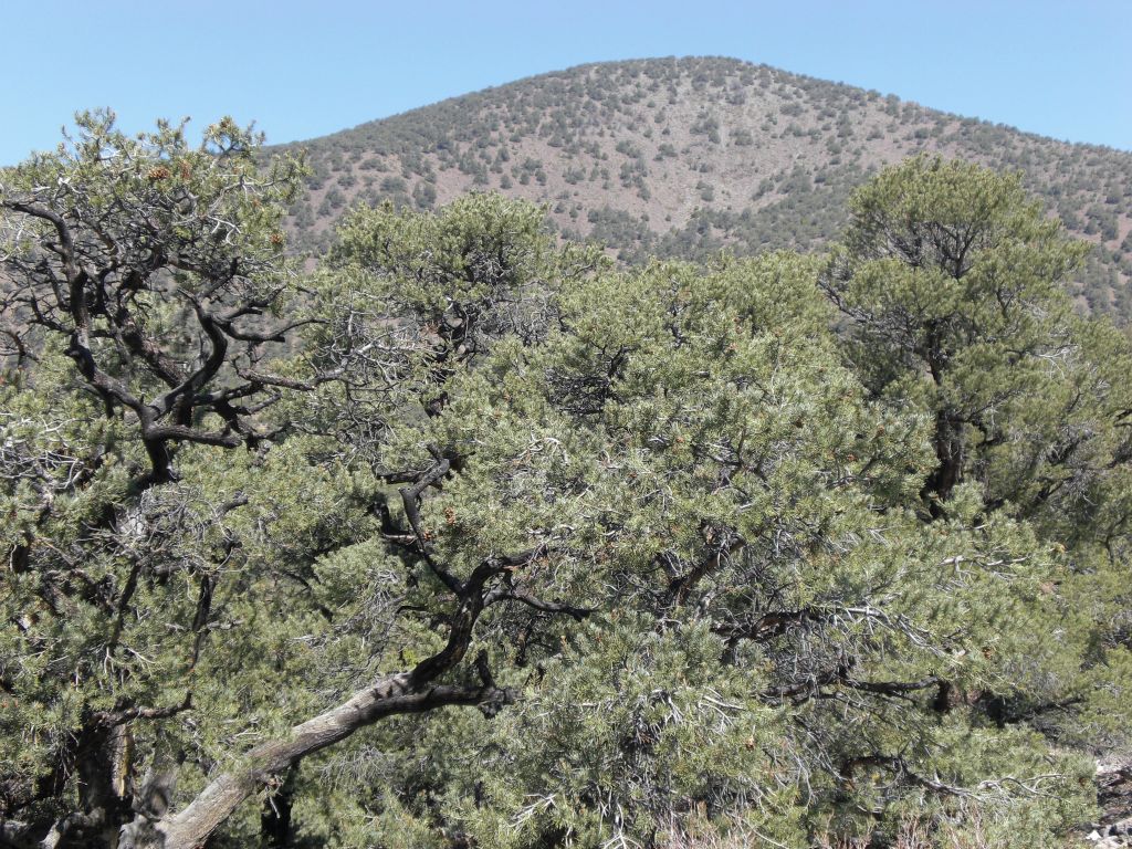First really good view of Wildrose Peak along the trail:
