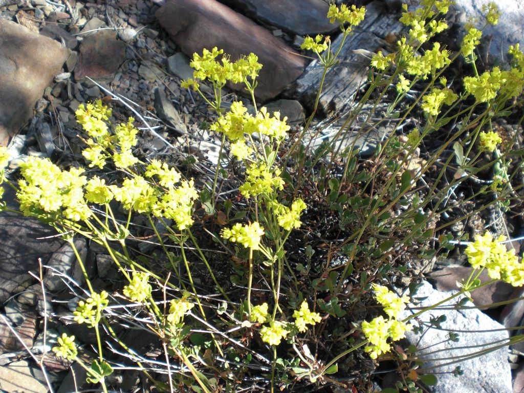 Passing by more Sulfur Flower with its pretty yellow coloring: