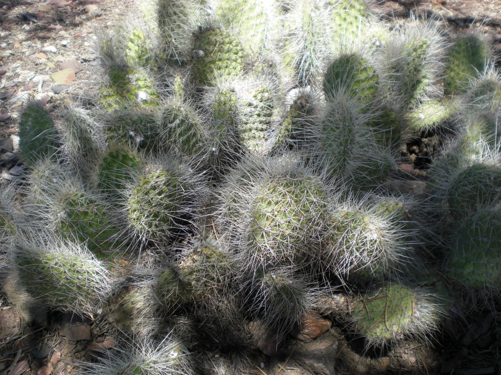 A gorgeous specimen of Grizzly bear pricklypear cactus: