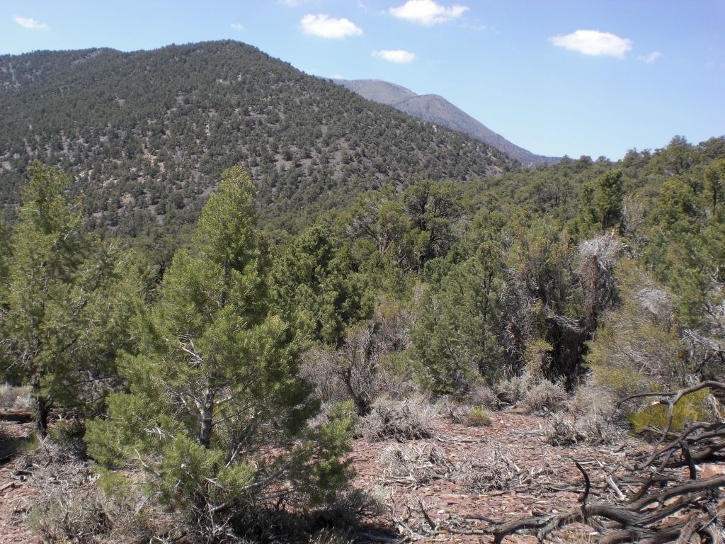 The scenery all around through this area is quite beautiful with so many trees: