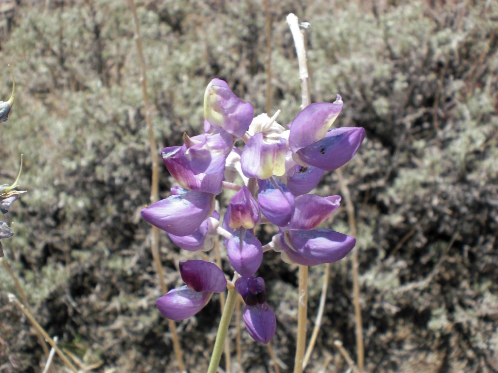 Lupine was in full bloom and added another special element to the trail: