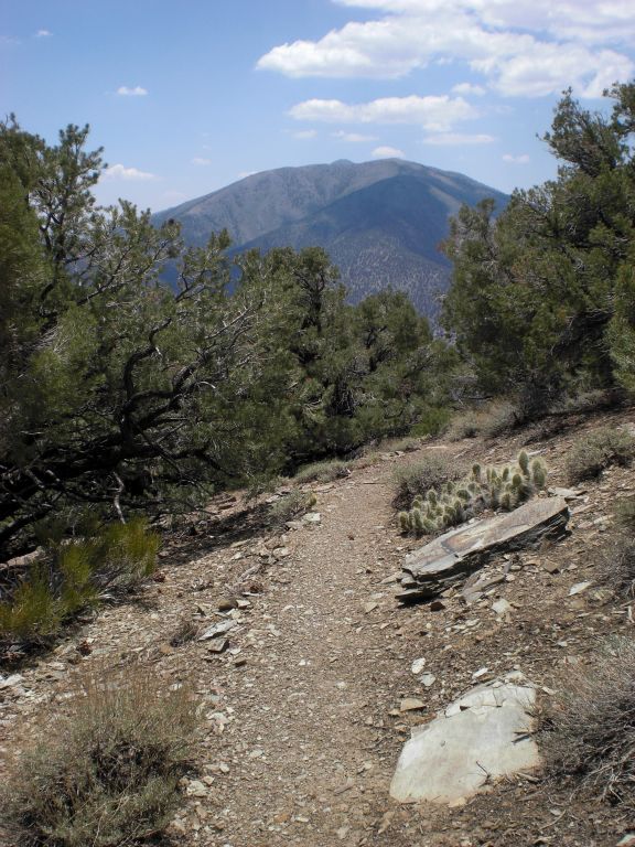 More Grizzly bear pricklypear cactus right next to the trail: