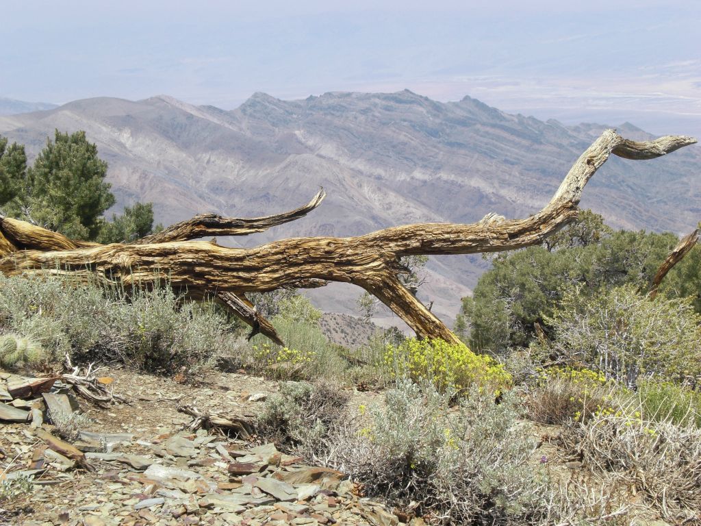 A fallen tree that long ago succumbed to the elements: