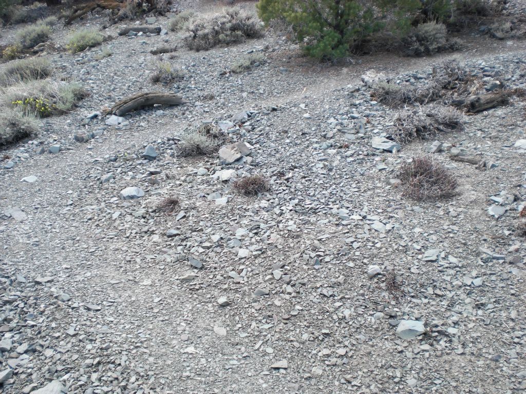 There are switchbacks going up this final portion of the Wildrose Peak trail: