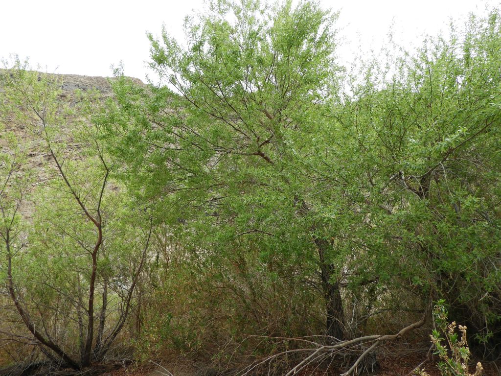 Desert willow trees are the most abundant trees within Darwin Canyon: