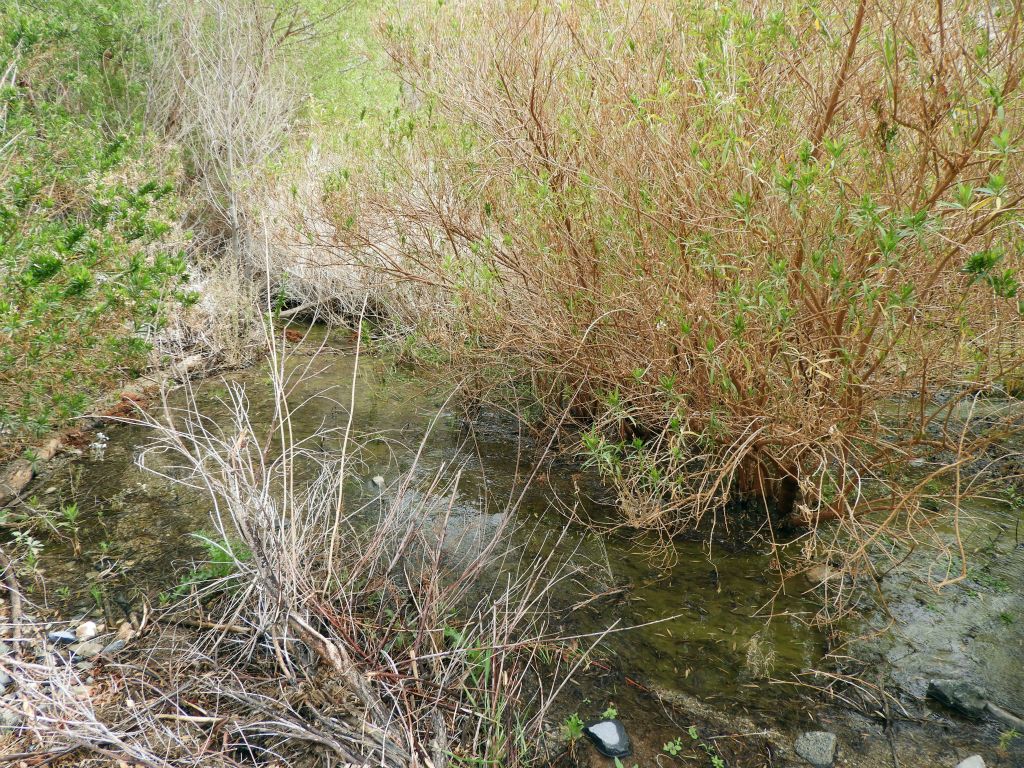 The creek flow becomes quite heavy about halfway into the hike once the dry areas are passed: