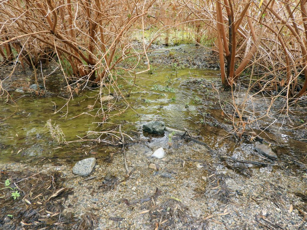 Taking a closer look at the creek and muddy areas all around: