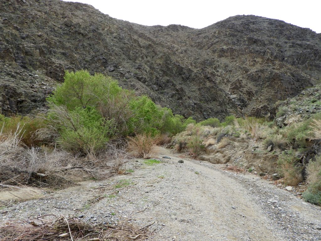 Looking ahead, trees are lining the creek along the left side of the trail: