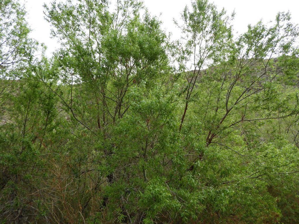 This creek flows year round so there is always plenty of water for the plants and trees to keep them green: