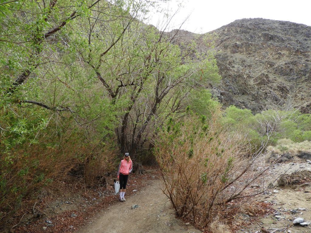 A picture of Daria along the trail helping to show the height of the trees: