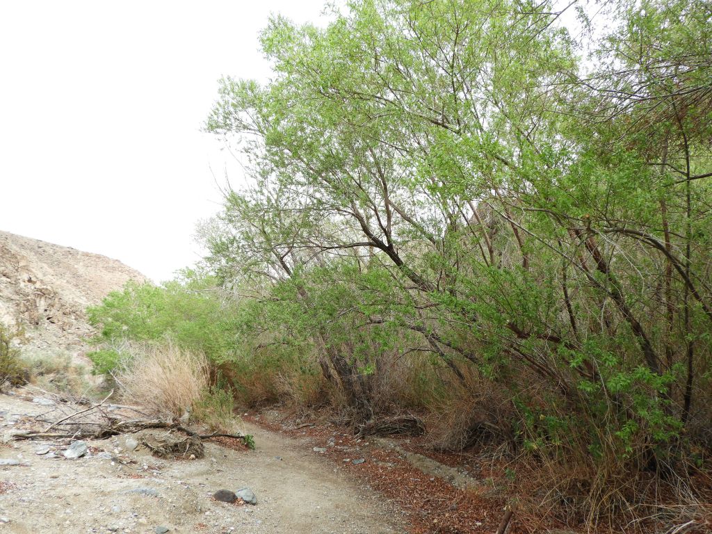 Looking back toward the open desert portion of the hike from underneath the trees: