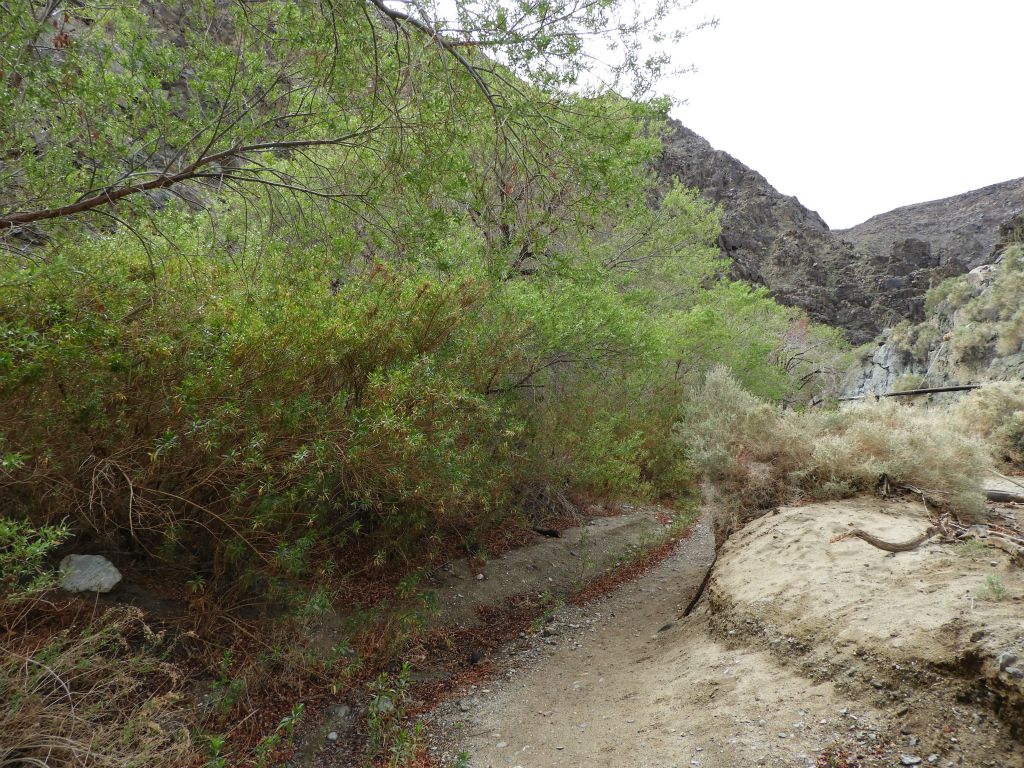 The trail soon narrows down considerably as it gets deeper into the thick brush: