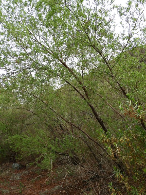 Two pictures showcasing some of the greenery of the trees: