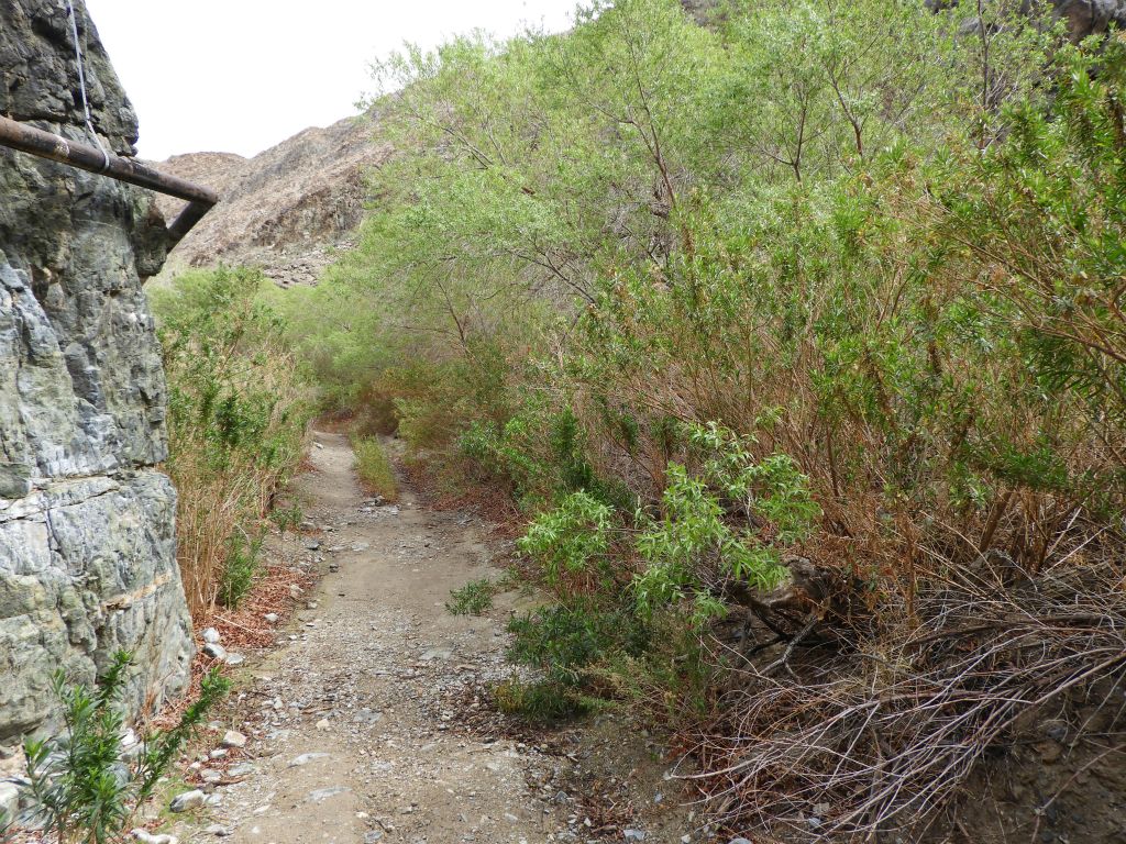 At this spot in the trail, the path passes in between a large rock wall and overgrown greenery: