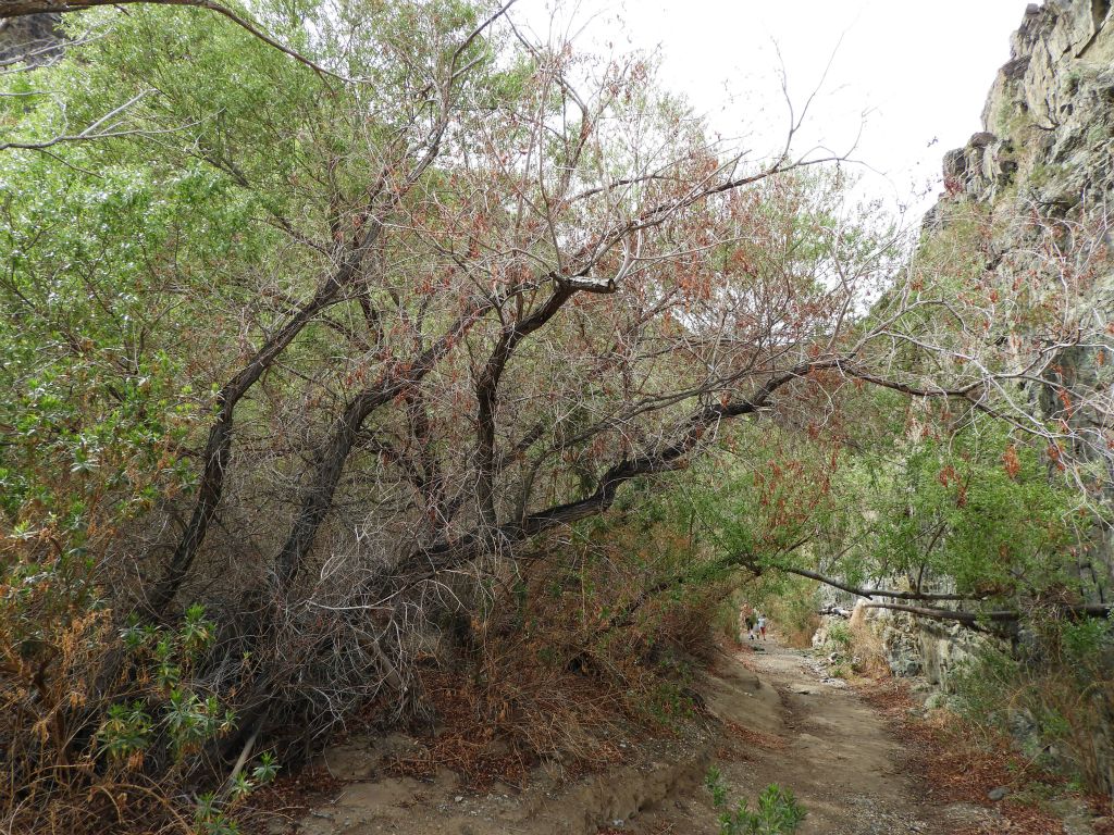 Notice how some of the branches fully overhang the trail and create a tunnel-like passage: