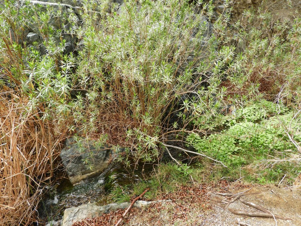 Another glimpse of the creek mostly hidden beneath the plant life: