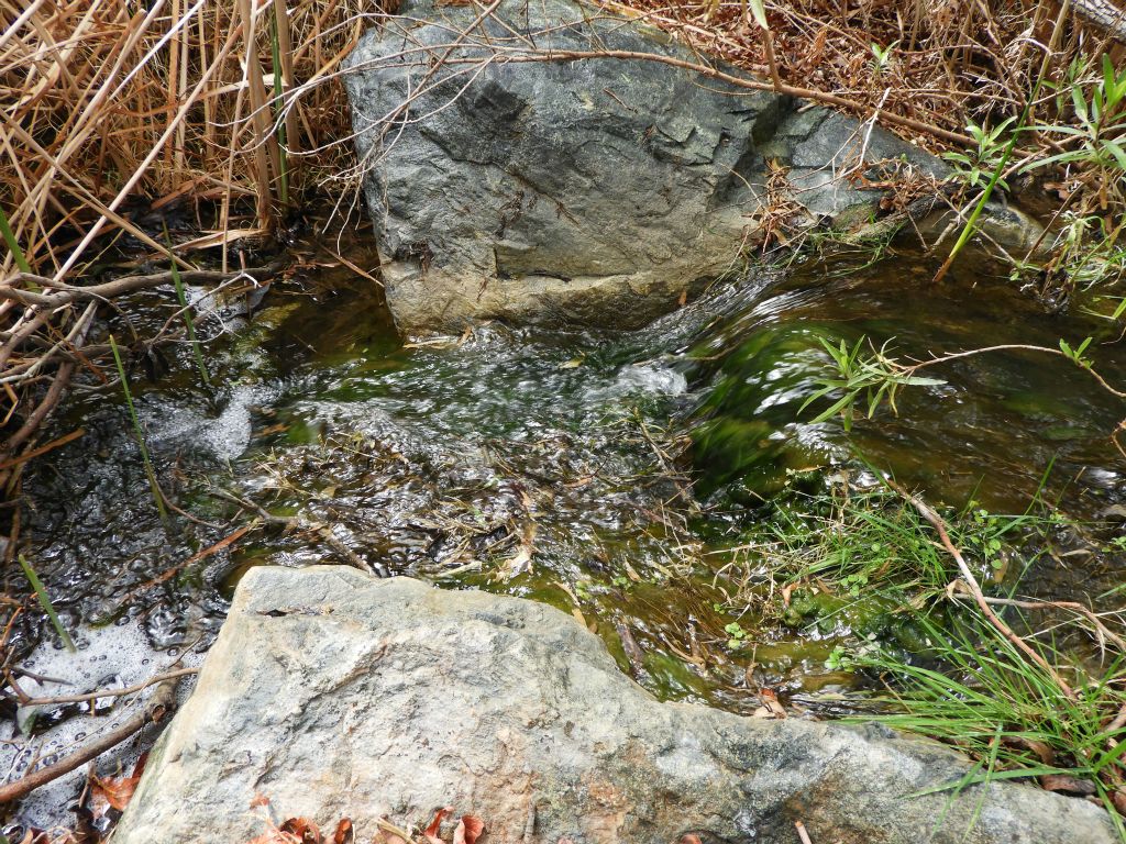 A fairly large amount of water flow considering that it originates from a desert spring: