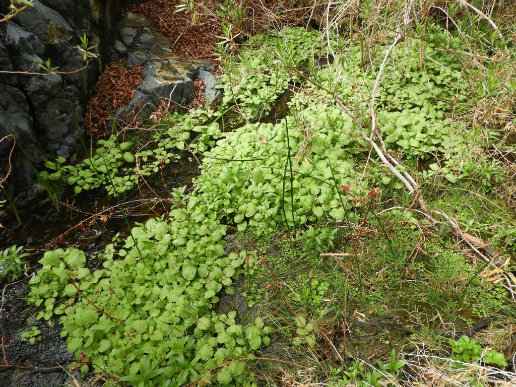 Numerous small plants thrive due to the consistent presence of water: