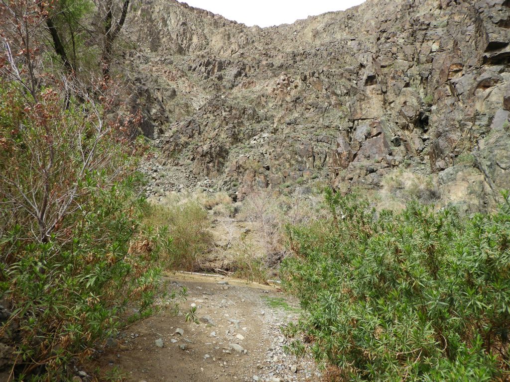 The high cliffs above the canyon in the background are nicely framed by the greenery: