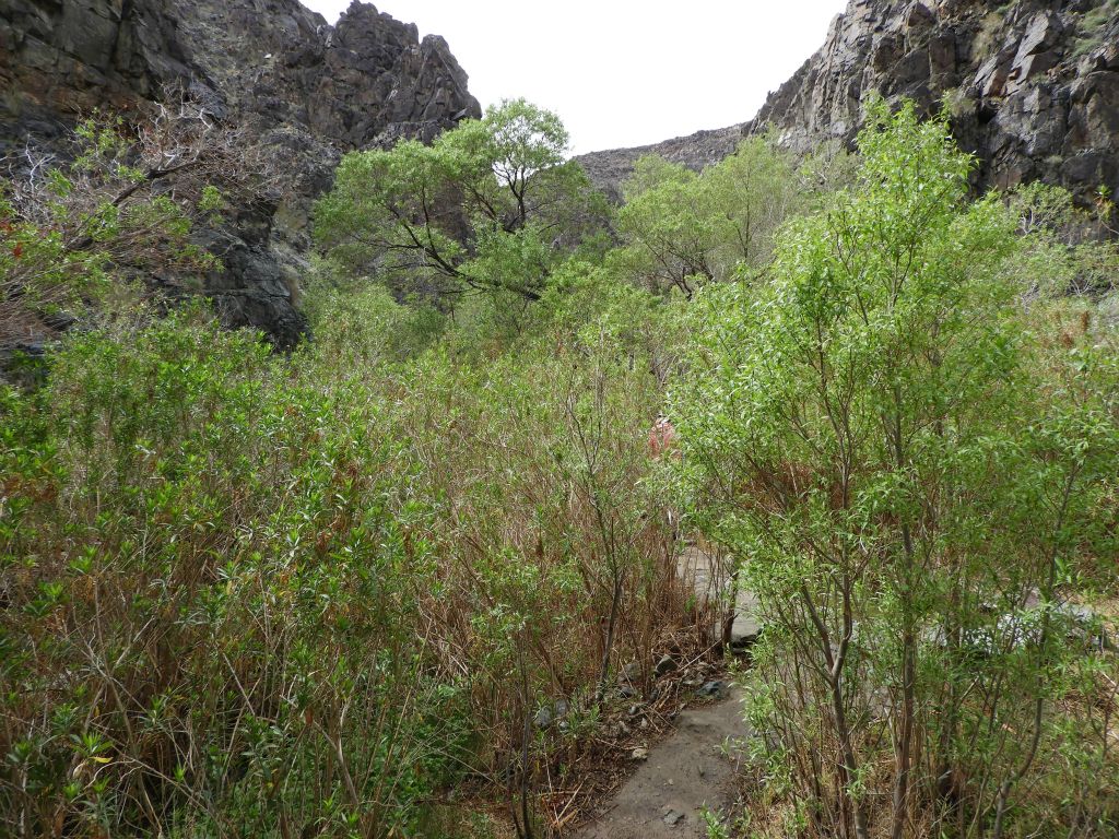 Because this is such a popular hike, the paths do not end up getting overgrown very much: