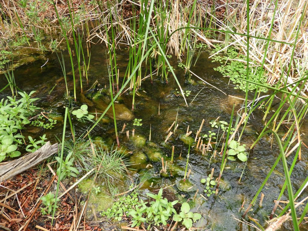 There were numerous spots where the creek overflowed or widened to form little ponds or flooded areas of terrain:
