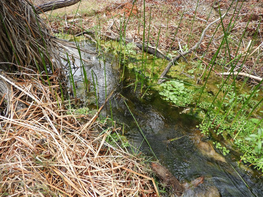 A nice view of the creek flowing by adjacent the trail: