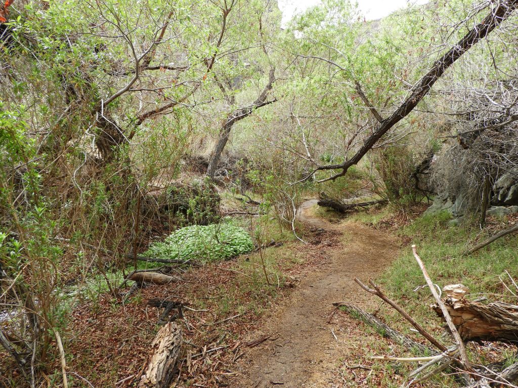 The path meanders through the heavy brush of Darwin Canyon: