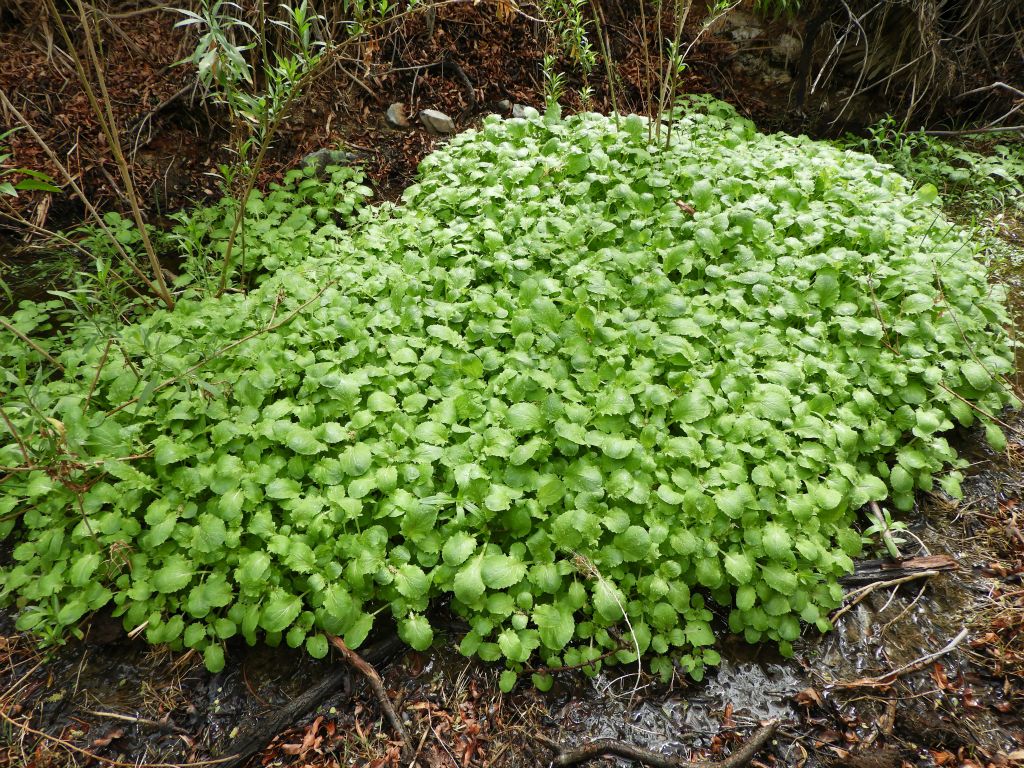 This large green plant really stood out: