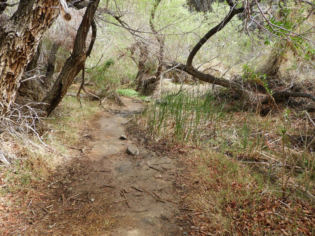 While there were mostly willow trees, there were even a few cottonwood trees: