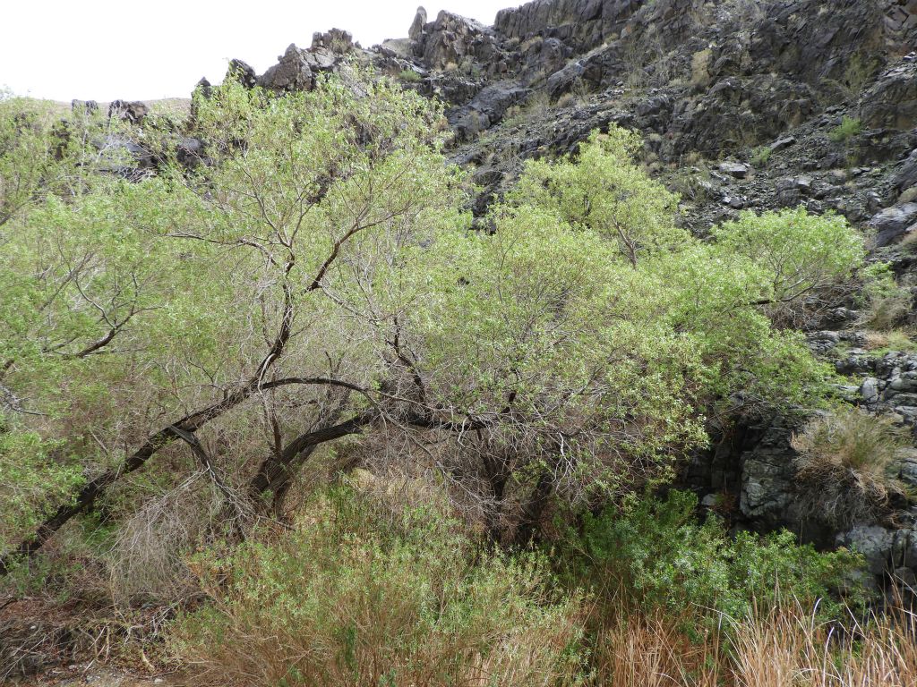 Trees growing out at an extreme angle, perhaps battling it out for sunlight: