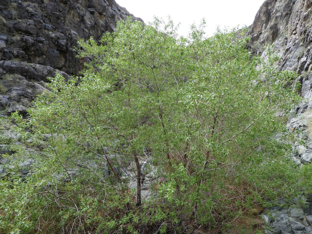 Working your way around some of the wider trees is part of the fun: