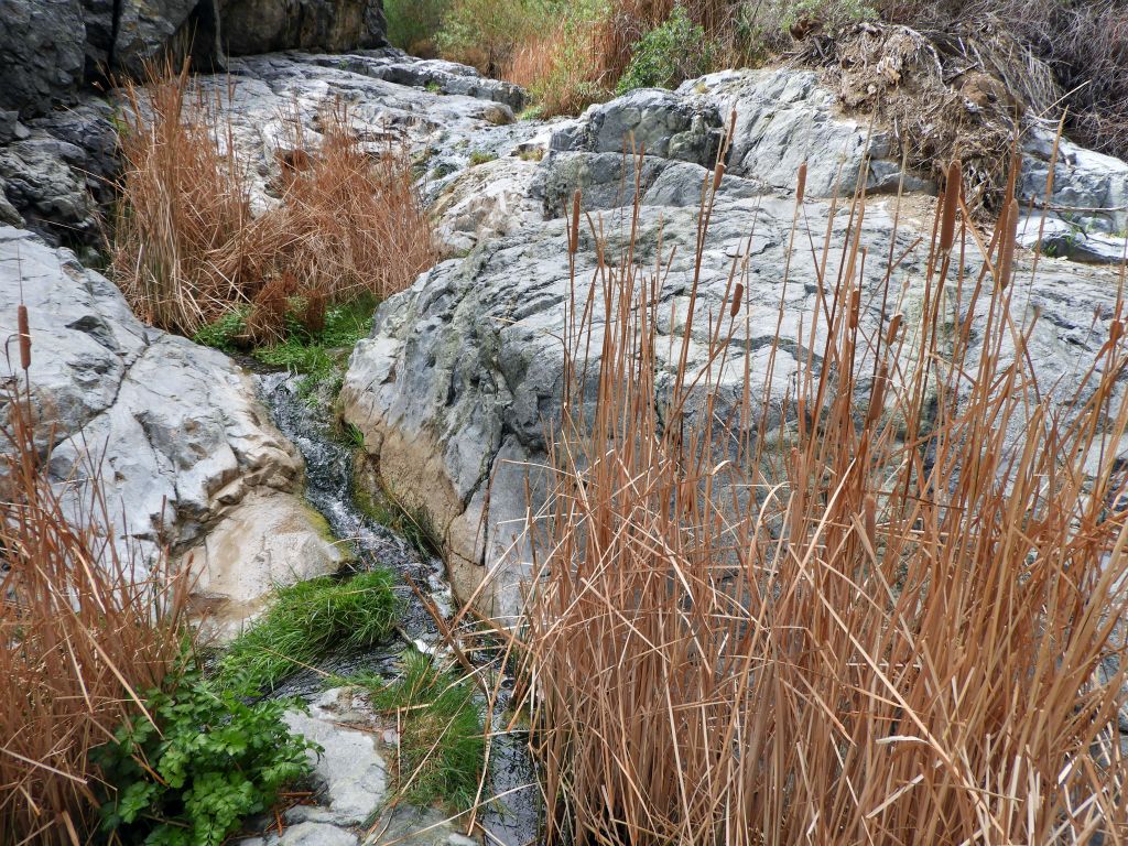 A neat spot where the creek flows down some solid rock cascades in between cattail plants: