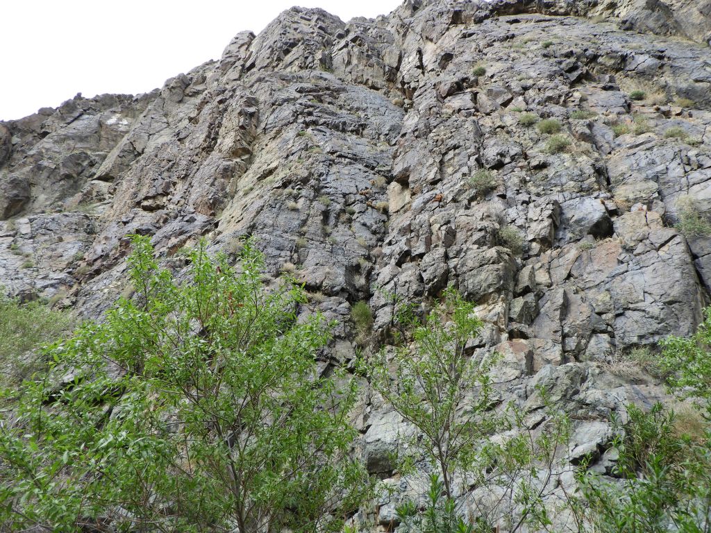 The canyon walls become truly vertical even as plants still find a way to grow out of them: