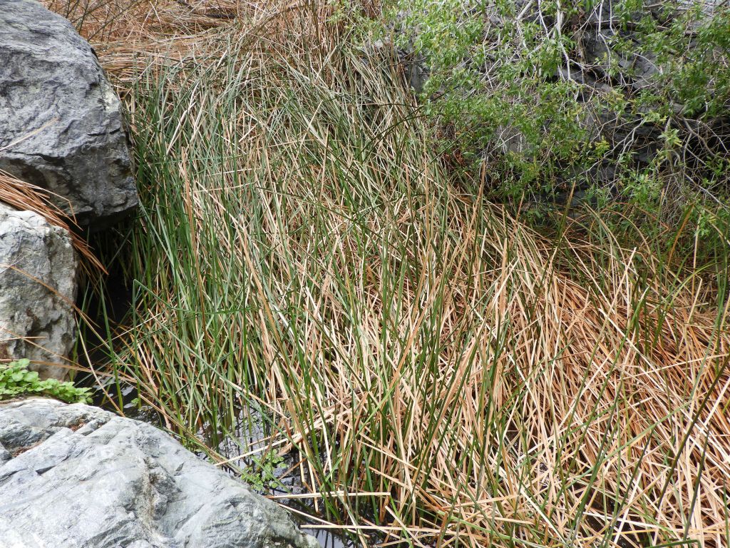 Tall grasses growing up high out of the creek: