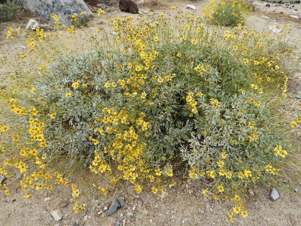 This plant with a bloom of yellow flowers looks like it is a large display of Death Valley Goldeneye: