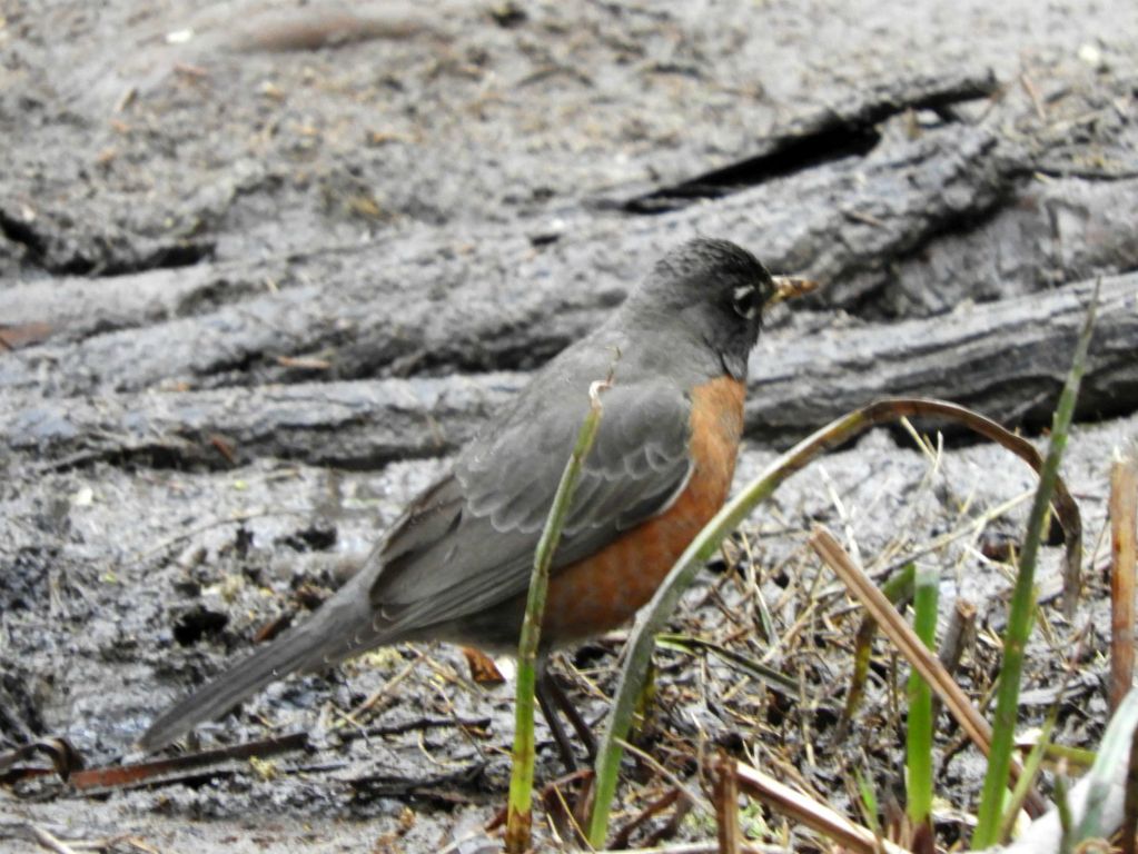 On the way back, we spotted an American robin enjoying the creek: