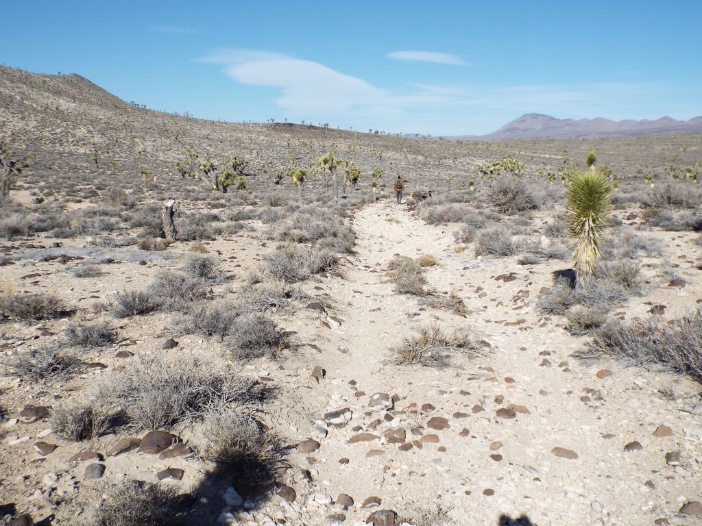 With the famous Joshua Trees of Lee Flat a mere couple of miles away, this hike similarly starts out with a 4WD road passing through the midst of abundant Joshua Trees: