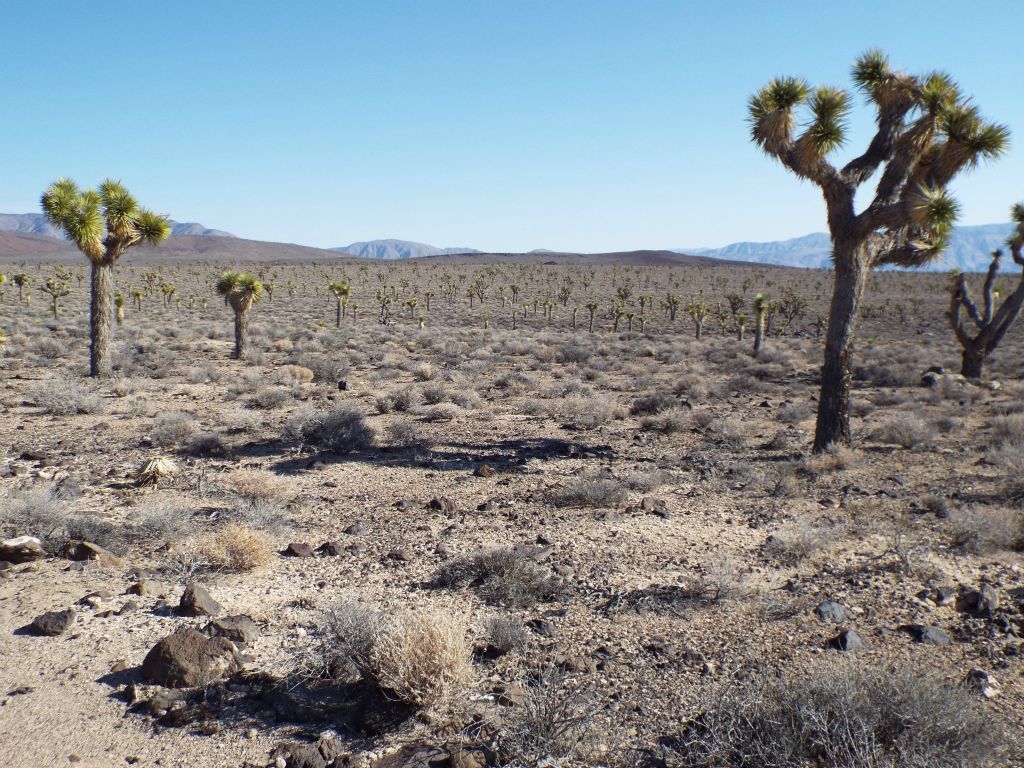 Joshua Trees cover the plateau and hillsides all the way to the horizon: