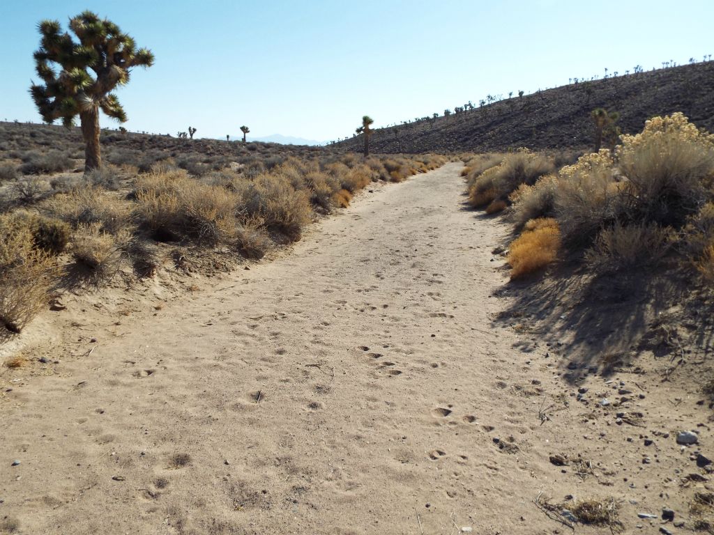 This is how Lee Wash looks when first entering it.  It is simply a sandy wash with burro and animal tracks which flows gently downhill: