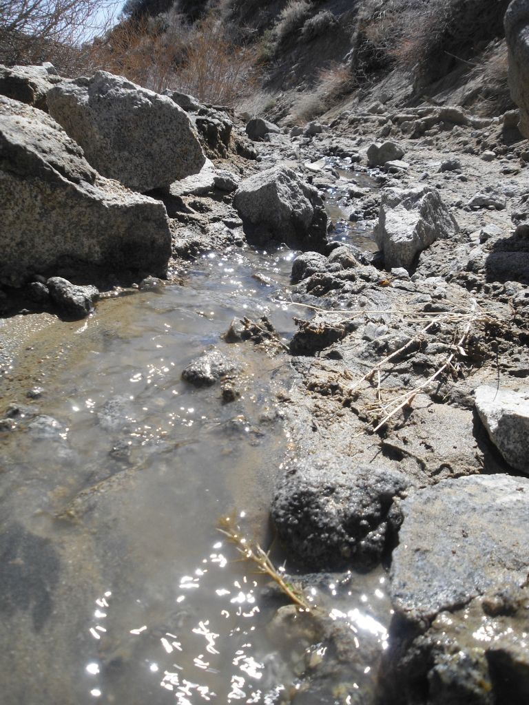 The first thing we did was look down and notice a spring with very good water flow heading down the canyon:
