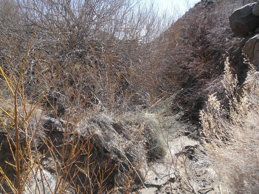 Most of the trees of Mill Canyon were bare, but their branches still provided a worthy obstacle to progressing through the canyon at times: